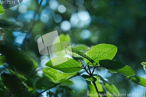 Image of Leaves