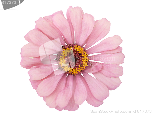 Image of Isolated Zinnia Flower