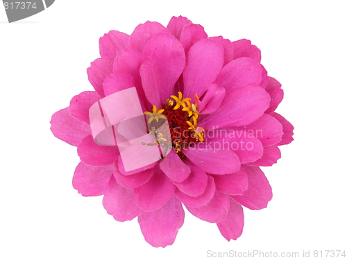 Image of Isolated Zinnia Flower 