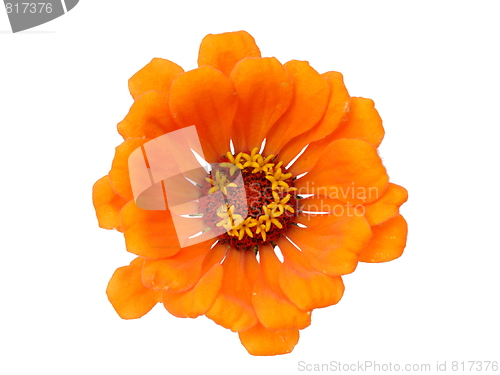 Image of Isolated Zinnia Flower 