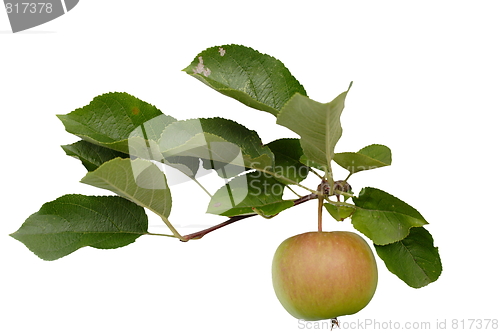 Image of  apple 