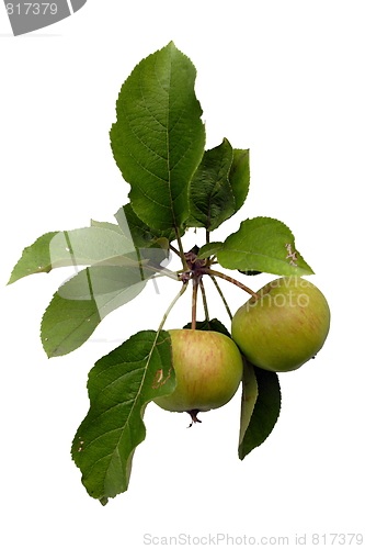 Image of apple