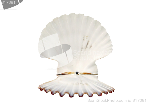 Image of   beautiful shell 