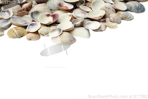 Image of Assortment of seashells 