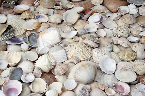 Image of seashells