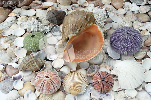 Image of  sea urchins