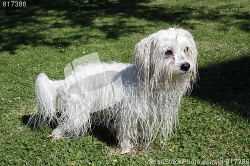 Image of  Coton de Tulear