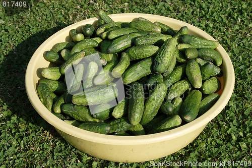 Image of green gherkins