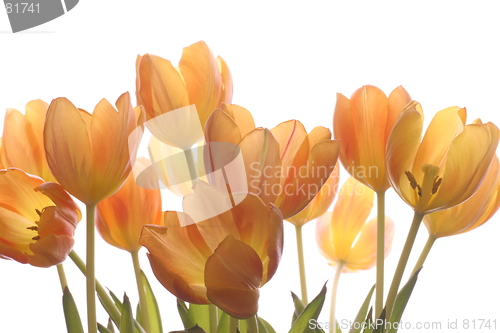 Image of Tulips