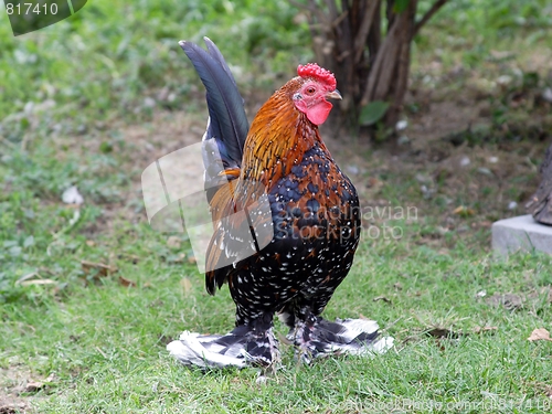 Image of  Proud rooster 