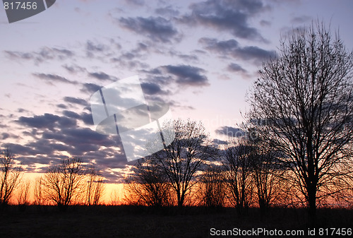 Image of Bare Trees at Sunset