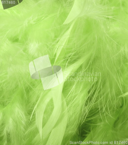 Image of Green feathers