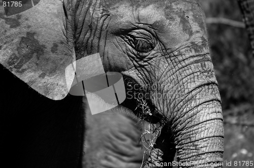 Image of Young elephant in black and white