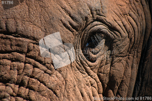 Image of Elephant close-up