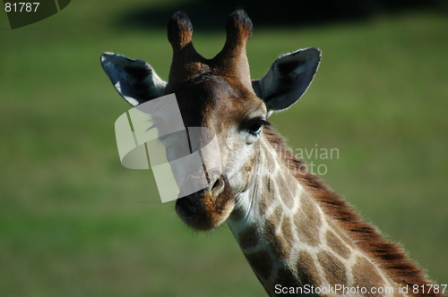 Image of giraffe