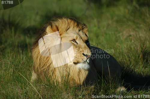 Image of lion in grass