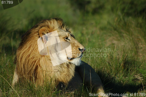 Image of Lion lying in grass