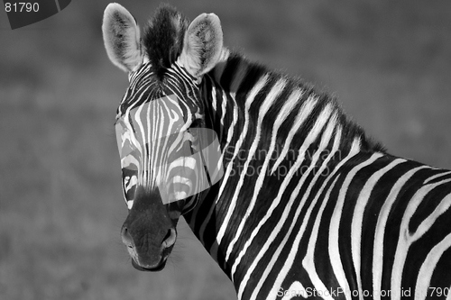 Image of Zebra in black and white