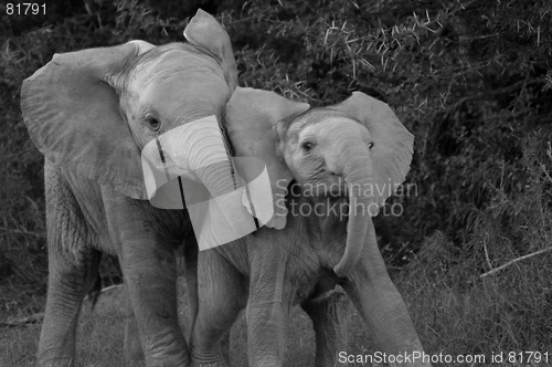 Image of elephant kids playing