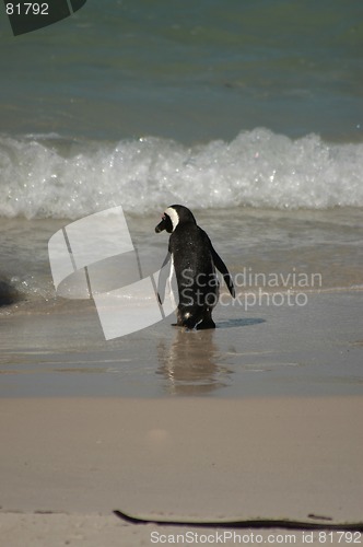 Image of penguin into the water or not?