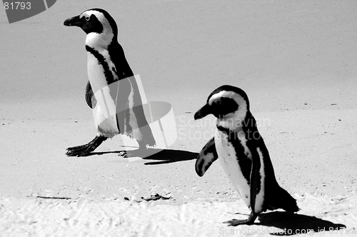 Image of penguins walking