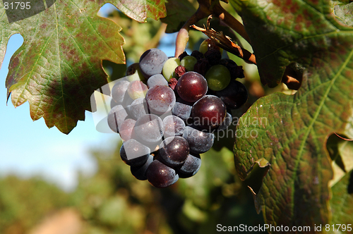 Image of grapes on vine