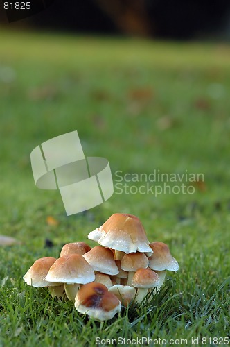 Image of Mushroom