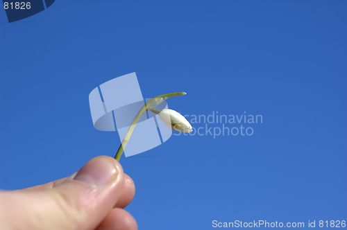 Image of Snowdrop