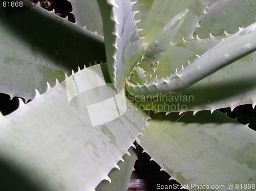 Image of Aloe Vera