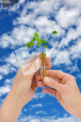 Image of Hand holding tube with fresh  sorel (oxalis)