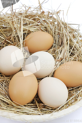 Image of Fresh farm eggs