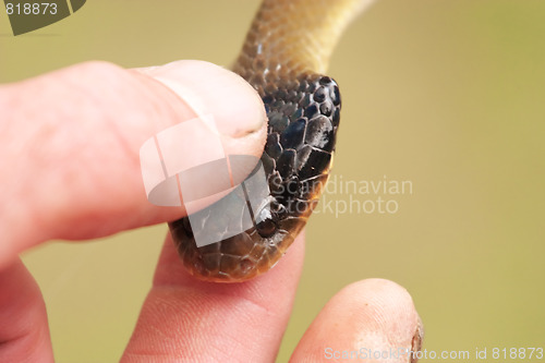 Image of Snake