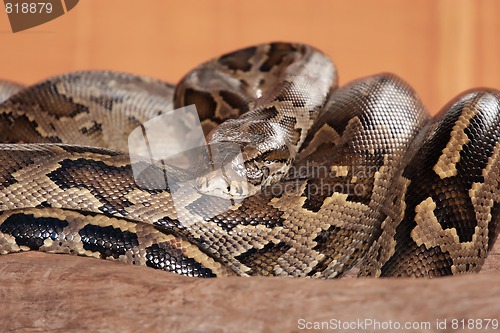 Image of Snake