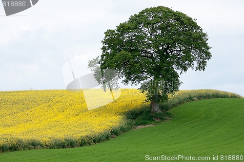 Image of yellow and green