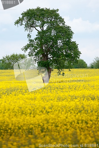 Image of yellow and green