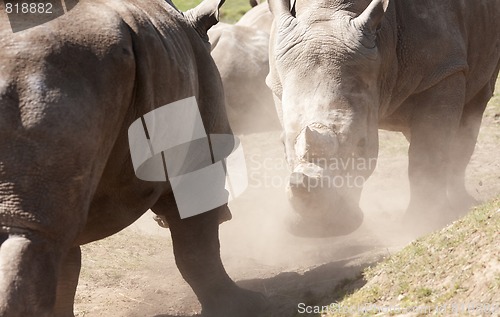 Image of Rhinos