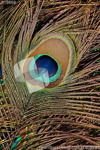 Image of Peacock feather