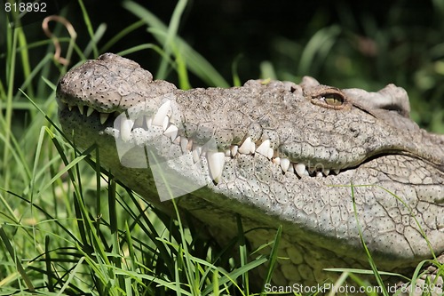 Image of Crocodile grin