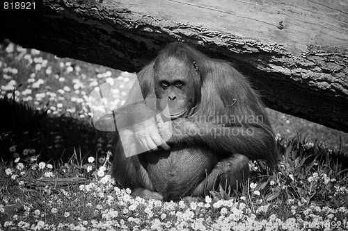 Image of Orangutan