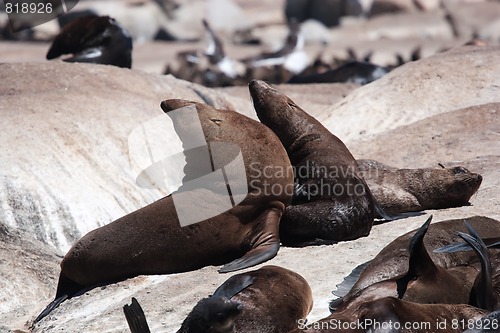 Image of Seals