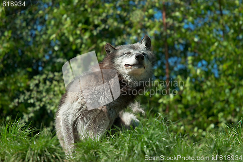 Image of Wolf