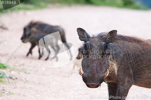 Image of Warthogs