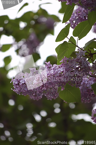 Image of beautiful lilac