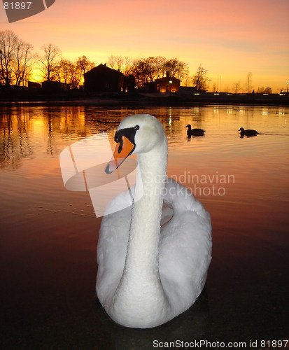 Image of Swan and Two Ducks