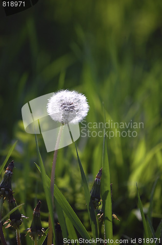 Image of dandelion