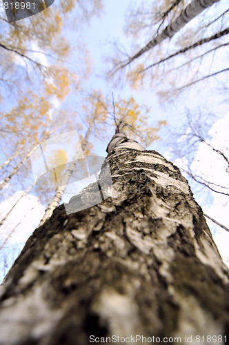 Image of birch