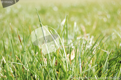 Image of green grass 2
