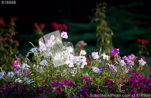 Image of lovely petunia