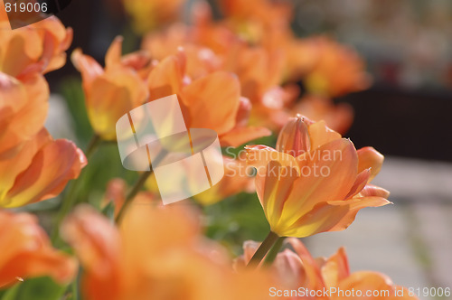 Image of orange tulips