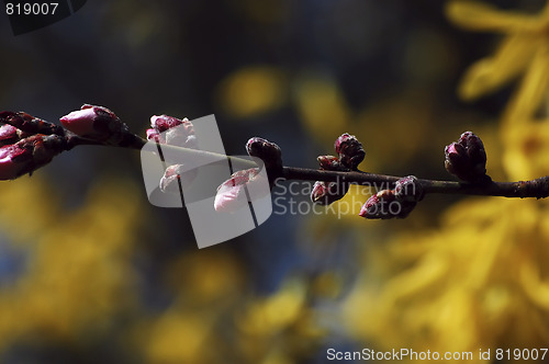 Image of pink buds in the spring